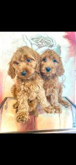 Miniature Irish Doodle puppies for sale.