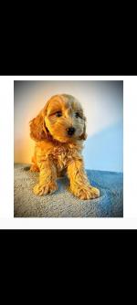 Health Checked Maltipoo puppies for sale.