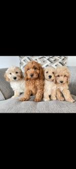 Non shed Maltipoo puppies for sale.