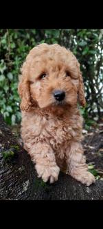 Health checked cavapoo puppies for sale.