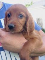 Irish Red Setter for sale.