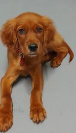 Irish Red Setter for sale.