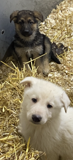 Pure Bred German Shepard Pups for sale.
