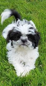 Adorable Shih Tzu male puppy for sale.