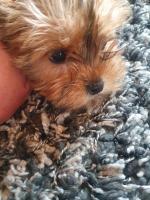 Daphne the Morkie  Female for sale.