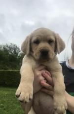Labrador in Mayo for sale.
