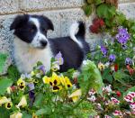 Working Collie pups for sale.