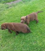 Male Chocolate Labradors for sale.