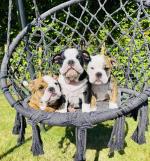 Bulldog puppies for sale.
