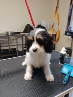 Cassie the Cavapoo in Limerick for sale.