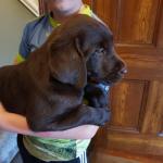 Chocolate Labrador puppies for sale.