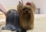 Tiny yorkshire terrier for sale.