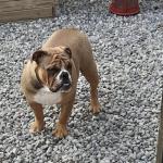 Gracie the Bulldog in Galway for sale.