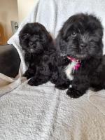Black Shih Tzu pups in Limerick for sale.