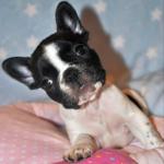 Emberlene Gorgeous Frenchy for sale.