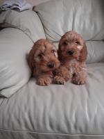 Cockapoo Puppies for sale.