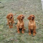 Fox Red Labrador puppies * 3 beautiful boys remaining * for sale.