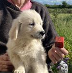 IKC Registered Golden Retriever pups for sale.