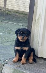 Adult Rottweiler X for sale.