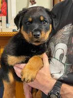Male Rottweiler puppy for sale.
