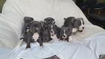 Blue Staffordshire Bull Terrier Pups for sale.