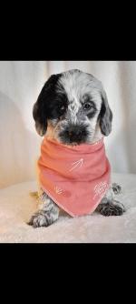 Show Type Cockapoo puppies for sale.