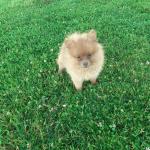 Cookie the Pomeranians in Kerry for sale.