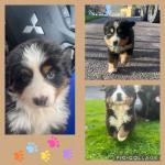 THREE LEFT Gorgeous pedigree Bernese puppies for sale.