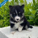 Beautiful Pomsky Puppies for sale.