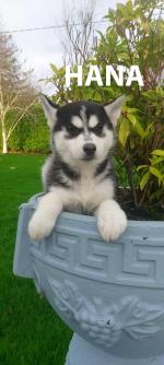 Mesmerising Pomsky puppies - Come see them for cuddles for sale.
