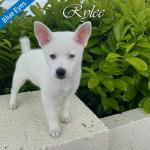 Tiny F3 Pomsky Puppies  800 euros for sale.