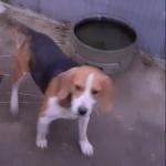 Sammy the Beagle in Wexford for sale.