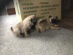2 beautiful 7/8 bred pugs for sale for sale.