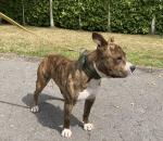 American Staffordshire Terriers for sale.