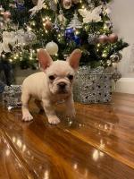 French Bulldog puppies in Galway for sale.