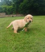 Labrador pups in Kilkenny for sale.