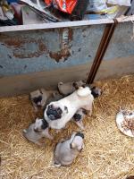 7 beautiful Pugs non registered for sale.