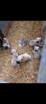 5 beautiful Pug pups for sale.