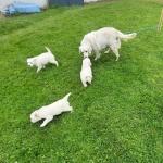 4 pure breed non registered Golden Retriever puppies for sale.