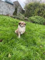 Female Rough Collie puppy in Limerick for sale.