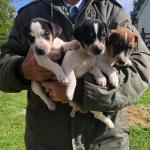 Jack Russell Terrier puppies for sale.
