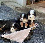Bernese for sale.