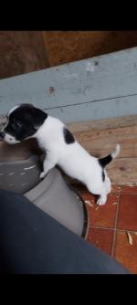 Jack Russell Terrier pups for sale.