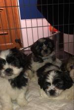 Shih Tzu Maltese Teddy Pups for sale.