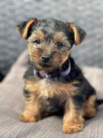 Yorkshire Terrier puppies for sale.
