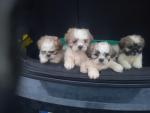 Shih Tzu puppies..... 😍outstanding 🥰 just 3 remaining for sale.