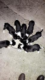 Collie Pups in Wexford for sale.