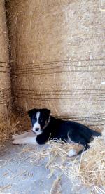 Collie Pups for sale.