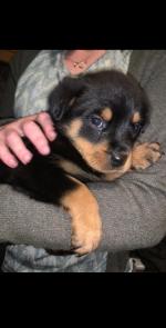 Rottweilers in Wicklow for sale.