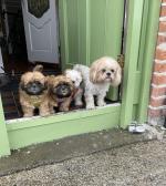 3 Purebred Shih Tzu puppies for sale.